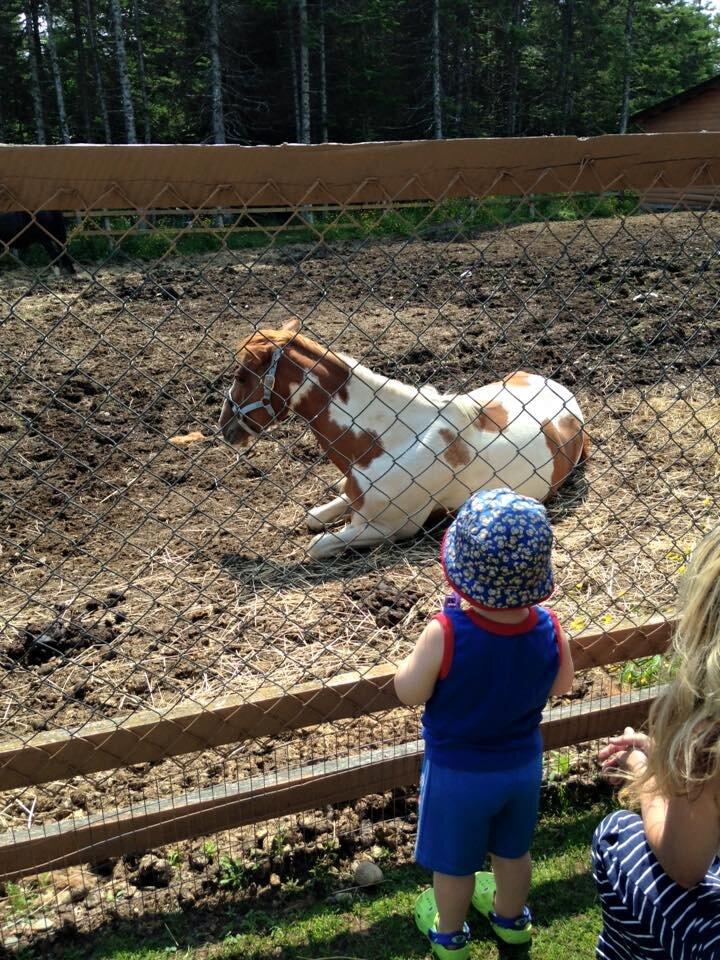 Sandy Cove Pony Rides & Petting Farm