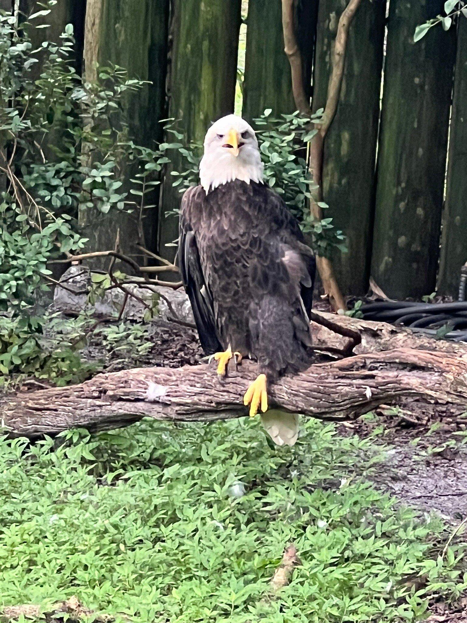 Homosassa springs wildlife park