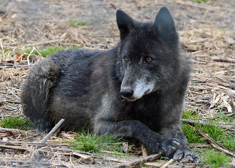 Wolf Sanctuary of PA