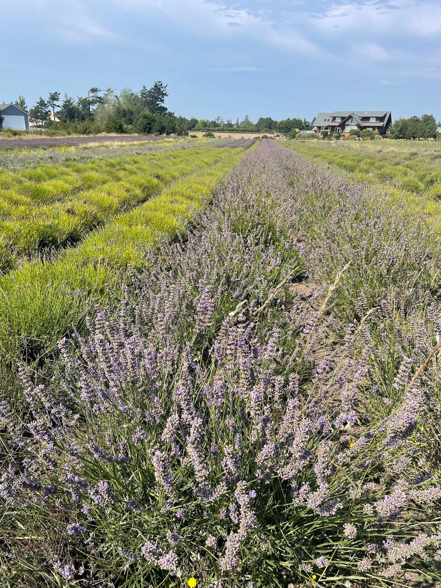 Lavender Wind Farm