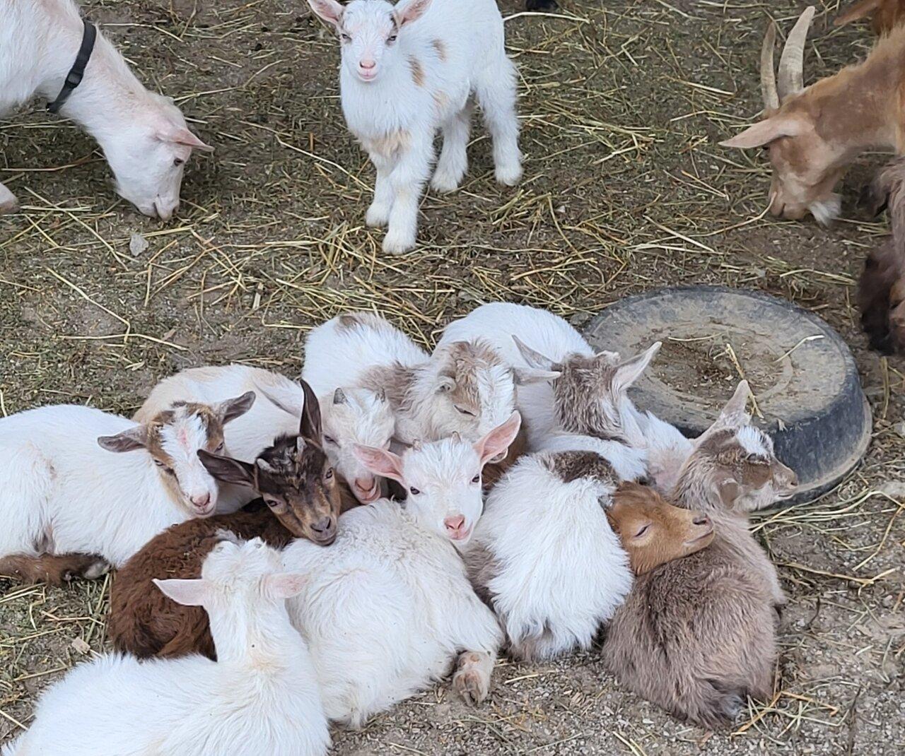 Benton Family Farm