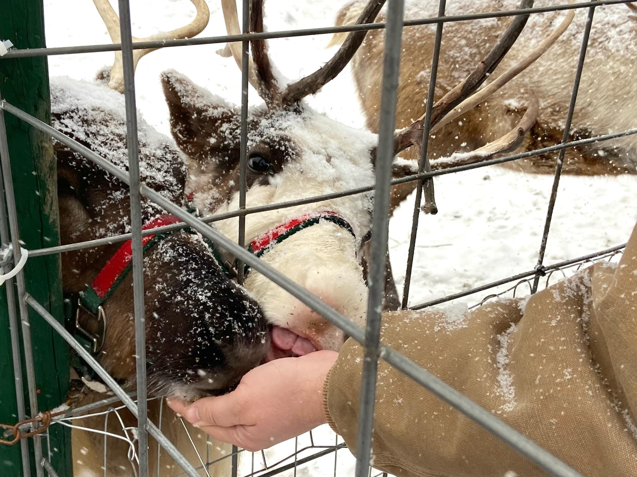 Rooftop Landing Reindeer Farm