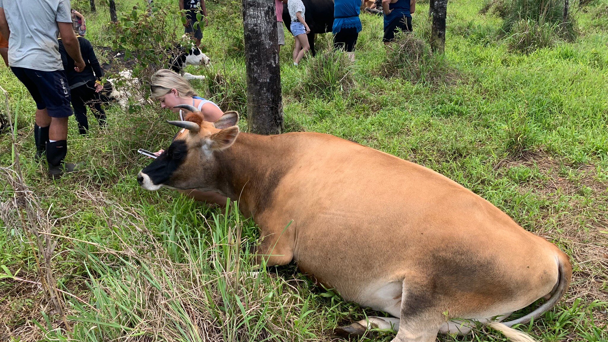 Krishna Cow Sanctuary