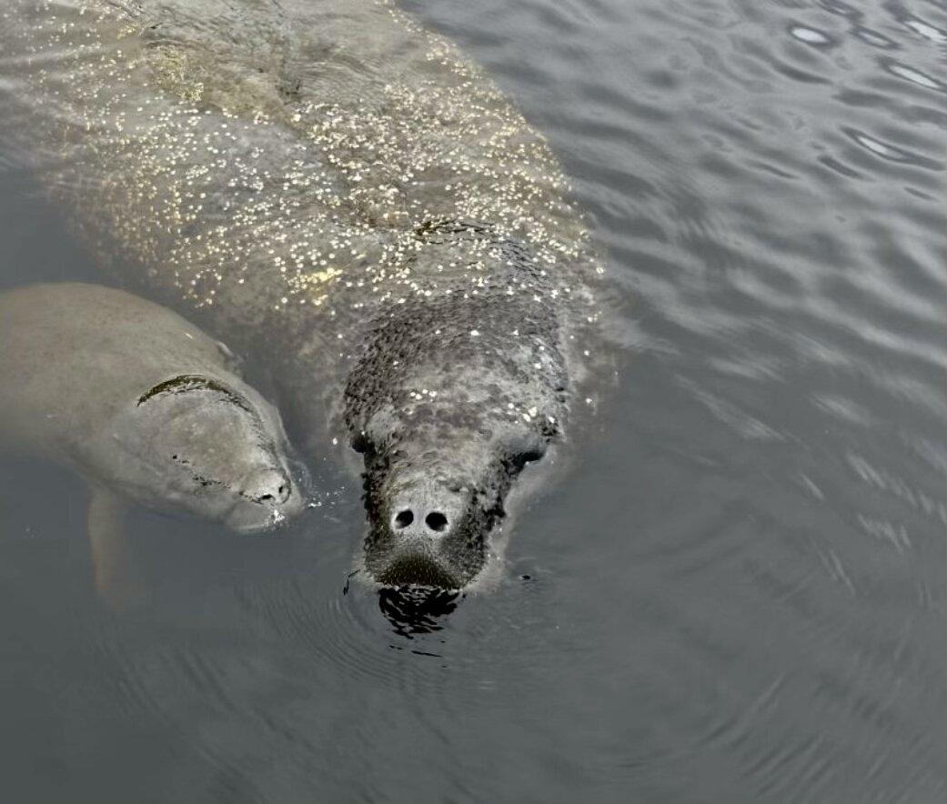 Manatee Sightseeing & Wildlife Adventures