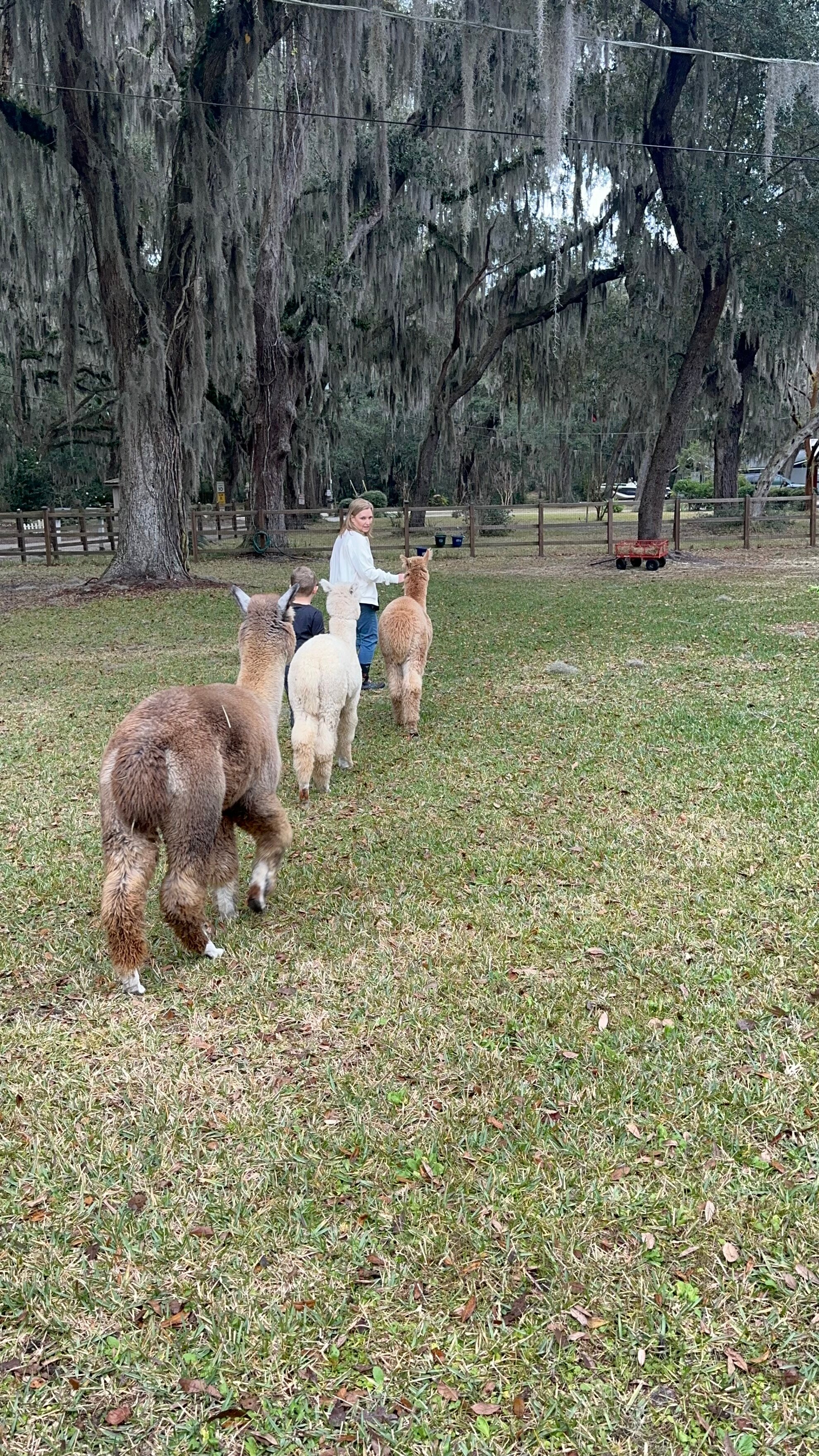 Shady Rest Alpacas