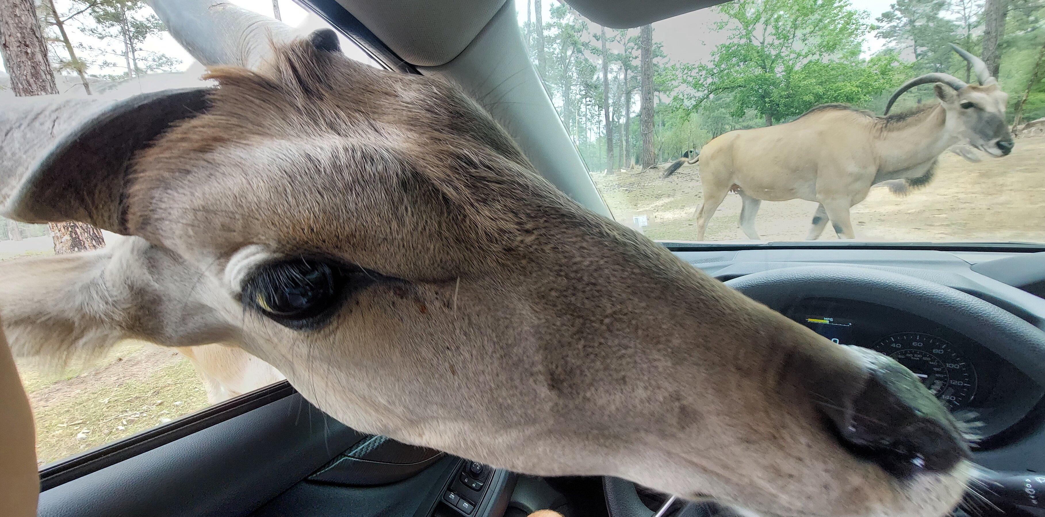 Lonesome Dove Drive-thru Safari