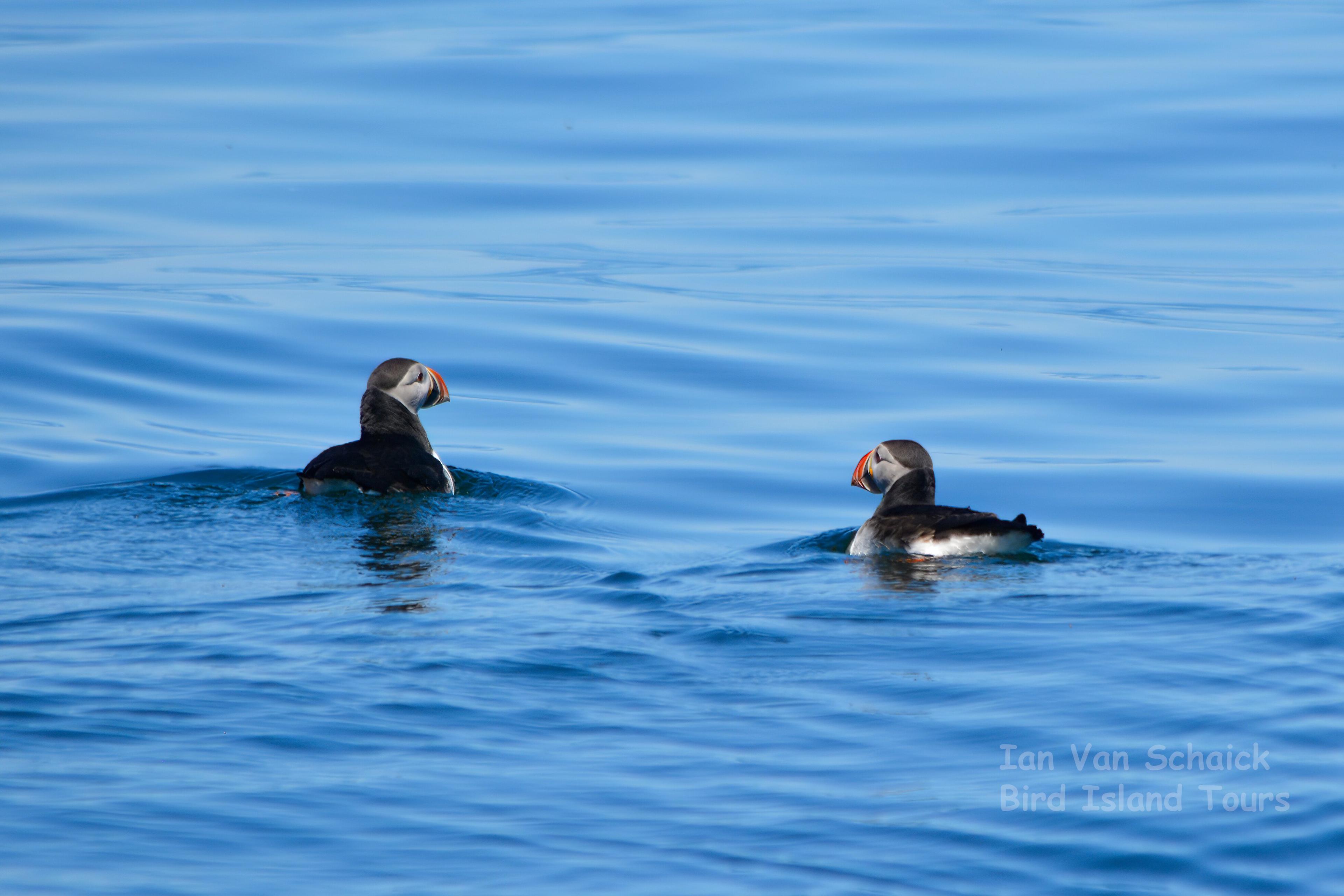 Bird Island Boat Tour