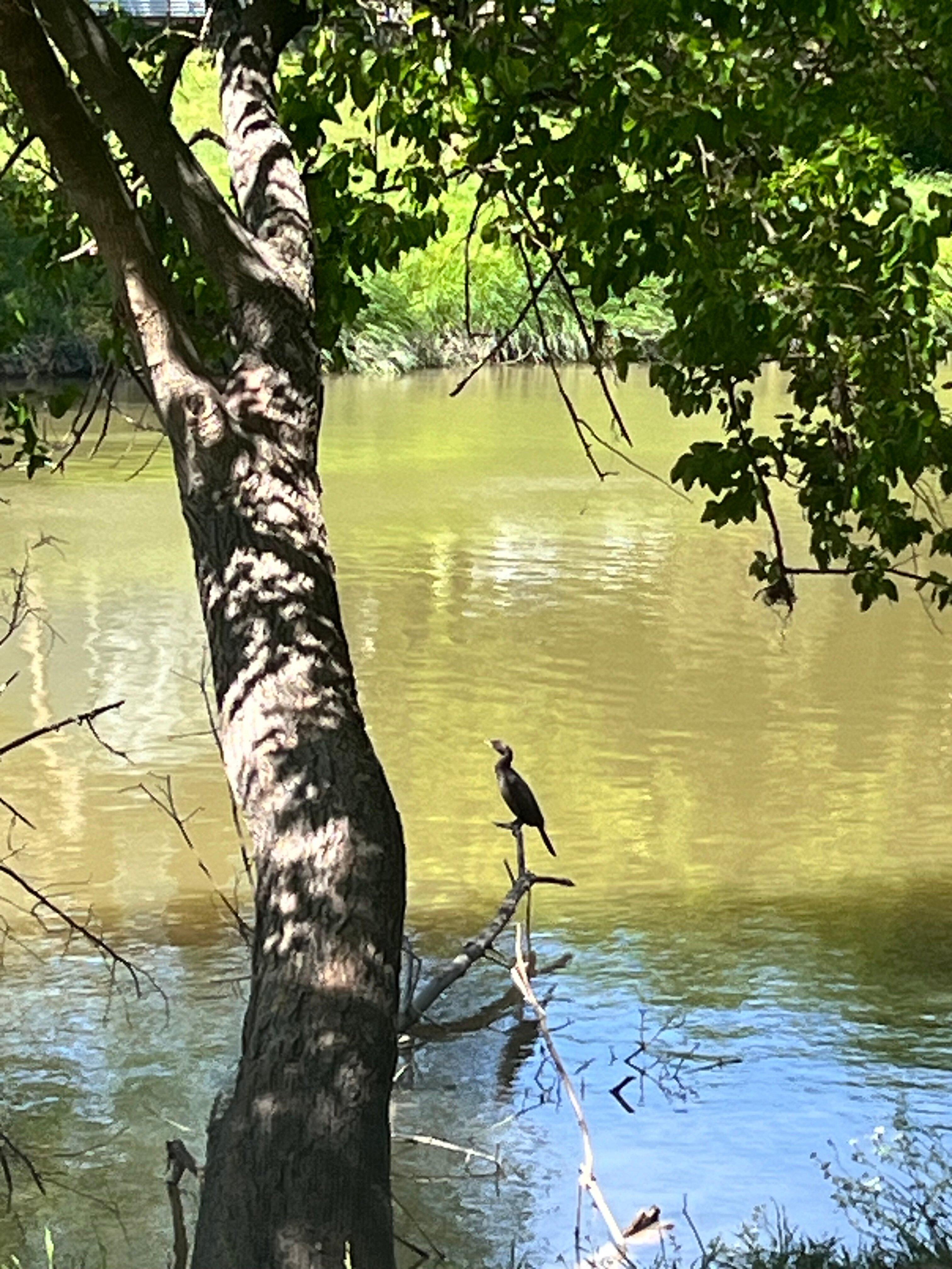 Glen Rose Convention & Visitors Bureau