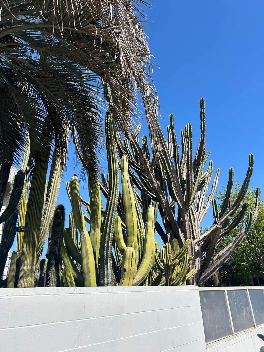 Sidewalk Food Tours of Los Angeles