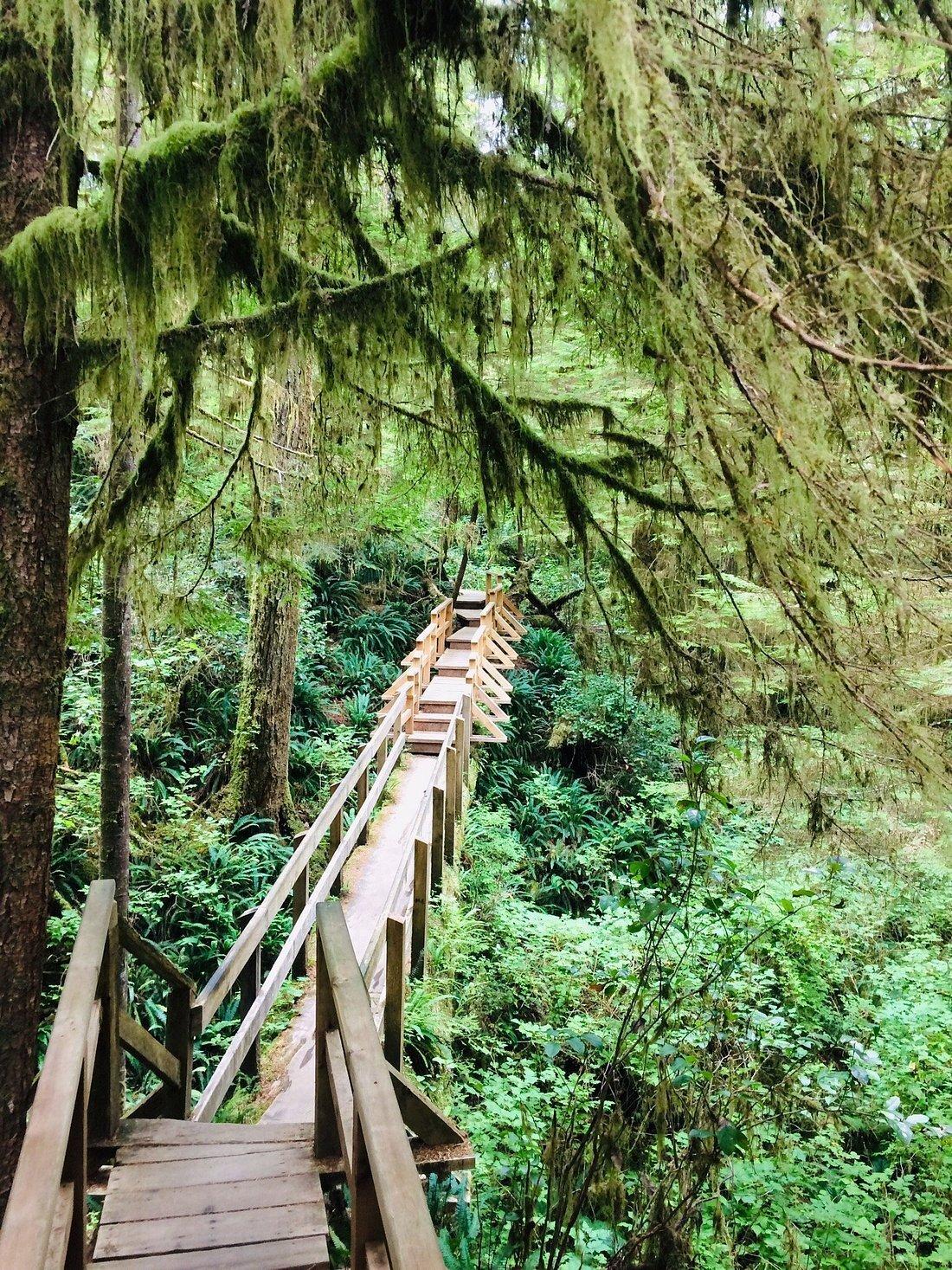 Rainforest Trail