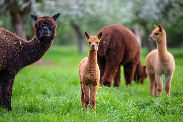 Strawberry Fields Alpaca Ranch