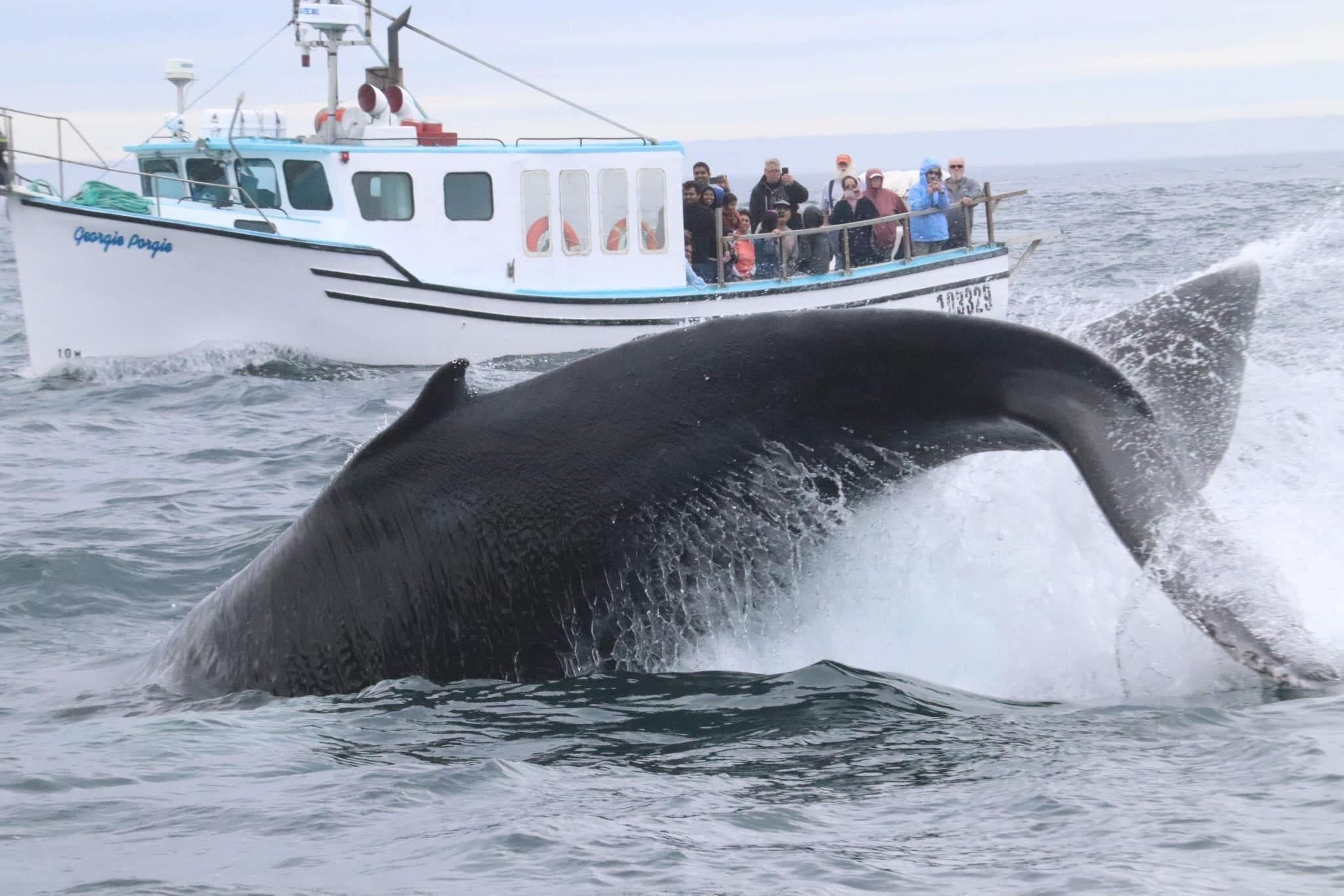 Freeport Whale & Seabird Tours