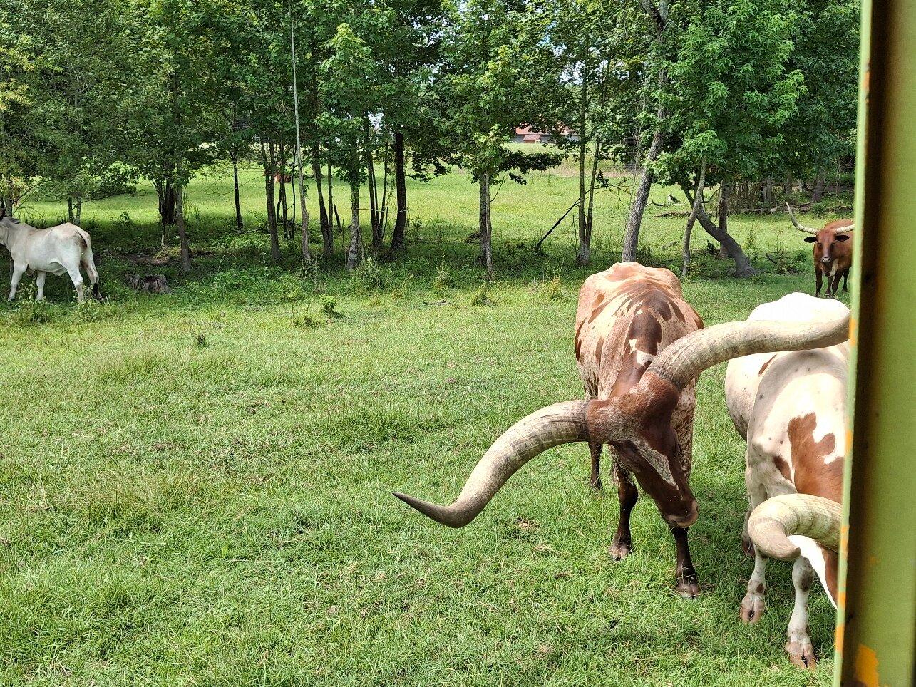 Wild Georgia Safari Park