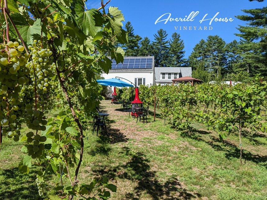 Averill House Vineyard