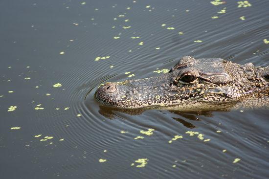 Jean Lafitte Swamp Tours