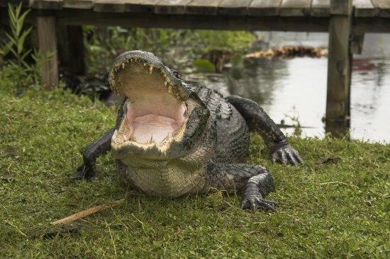 Buffalo Tiger's Airboat Tours