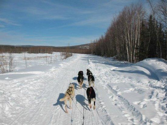 Sun Dog Express Dog Sled Tours