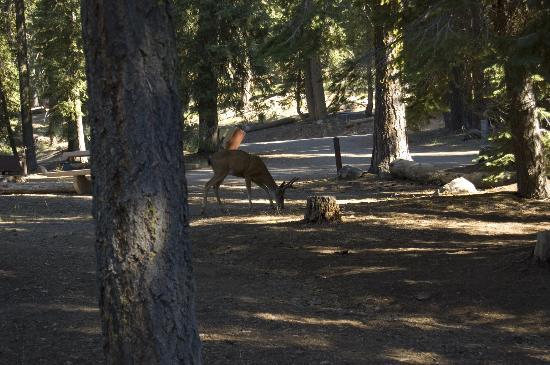 Warner Valley Campground