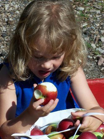 Country Mill Orchard & Cider Mill