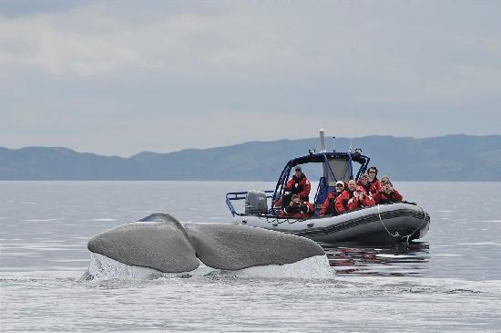 Sea of Whales Adventures