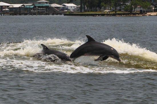 Orange Beach Private Family Dolphin Tours & Boating Safaris