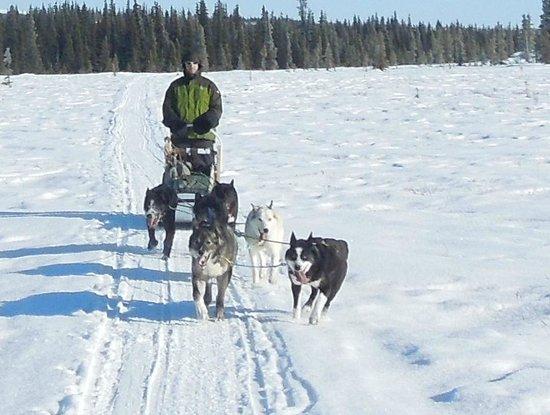 Dog Sledding Tours at EarthSong Lodge