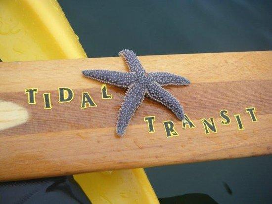 Tidal Transit Kayak