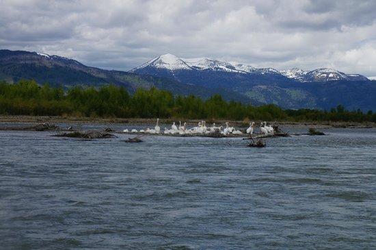 Teton Scenic Float Tours