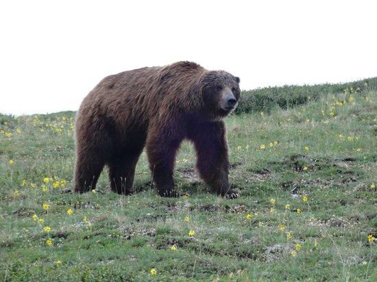 The Denali Tour Experience