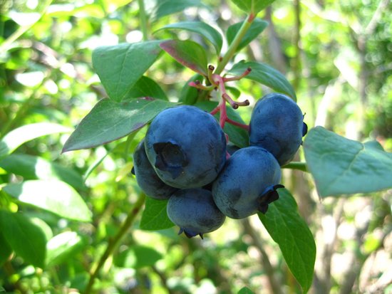 Stateline Blueberries