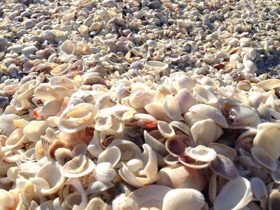 Gulfside City Park Beach