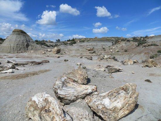 Petrified Forest Loop