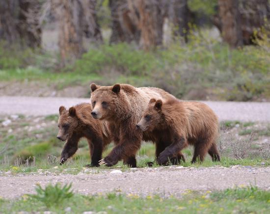 Bear Witness Safari