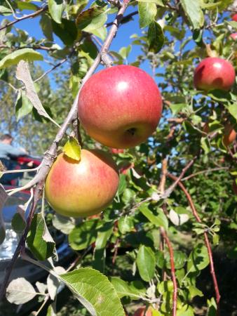 Pleasant Valley Orchard