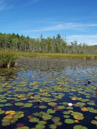 Holt Pond Preserve