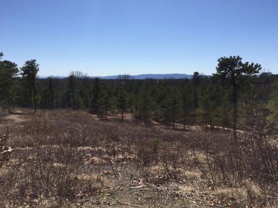 Albany Pine Bush Preserve