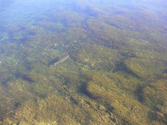 Jackson National Fish Hatchery