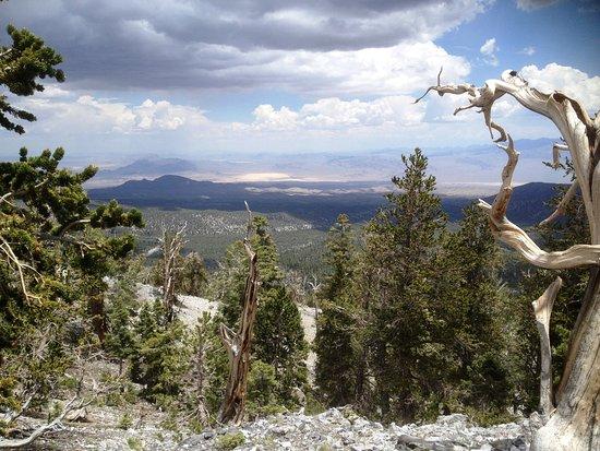 Toiyabe National Forest