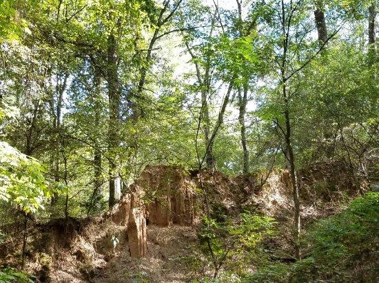 Mississippi Petrified Forest