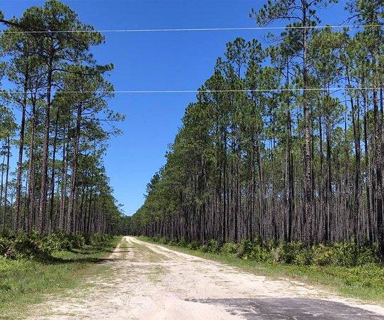 Apalachicola National Forest