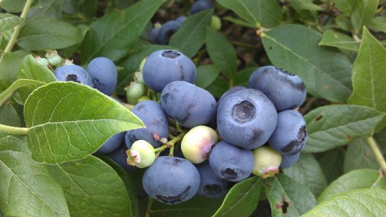 Blueberry Fields of Stillwater