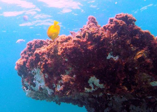 Navarre Beach Marine Sanctuary