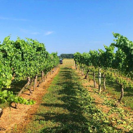 Castello di Borghese Vineyard