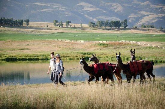 Montana Llama Guides