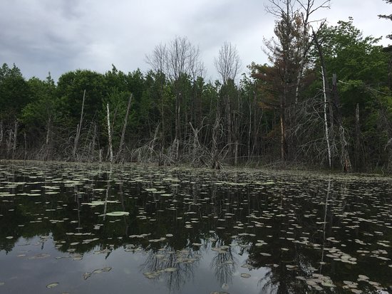 Pillsbury State Forest