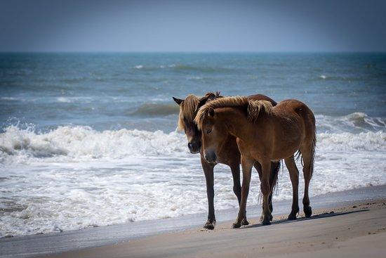 Assateague Island Tours