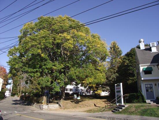 Kennebunkport Tree Tour