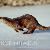 Photo of running_otter