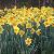 Photo of Daffodil7404