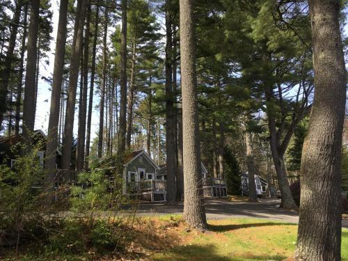 Pine Grove Cottages